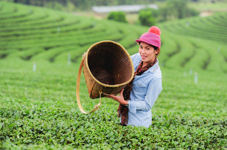 Asia beautiful Woman picking tea leaves in a tea plantation, happynessの写真素材