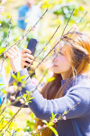 Woman photographed on smartphone Himalayan Cherry. phangoong, chiangrai, thailandの写真素材