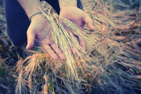 Closeup of Hands from male farmer with barlay, vintage effectの写真素材