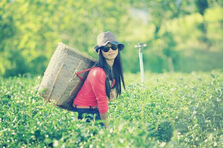 asia tea Worker woman picking tea leaves in plantation Chiangrai Highlands Thailand, vintage effectの写真素材