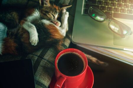 relax time with cat sleep laptop and hot coffee cupの写真素材