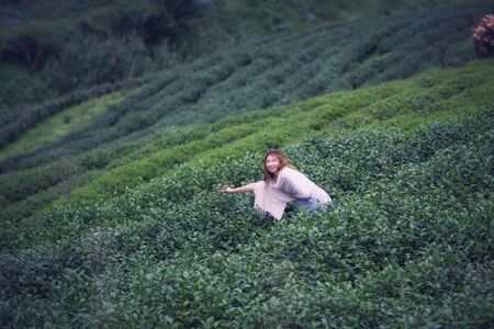 Asian beautiful woman picking tea leaf in tea plantation, Angkhang mountain Chiangmai Thailandの写真素材
