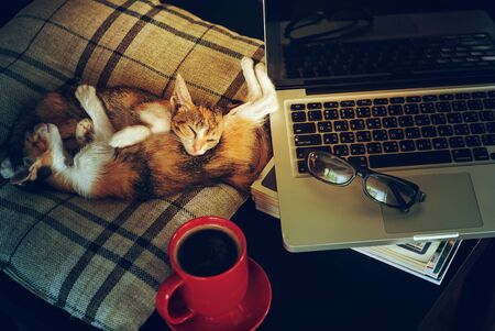 relax time with cat sleep laptop and hot coffee cupの写真素材