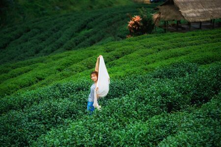 portrait of asia beautiful women on tea plantation at doi angkhang mountain, Chiangmai : Thailandの写真素材