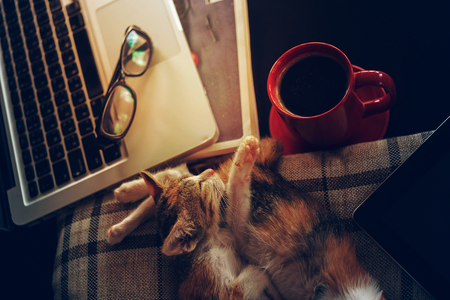 relax time with cat sleep laptop and hot coffee cupの写真素材