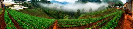 panorama of Beautiful morning Angkhang strawberry farm at Chiang Mai, Thailandの写真素材