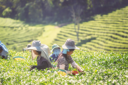 asia women farmer from Thailand picking tea leaves on tea plantation at Chui Fong , Chiang Rai, Thailand.のeditorial素材