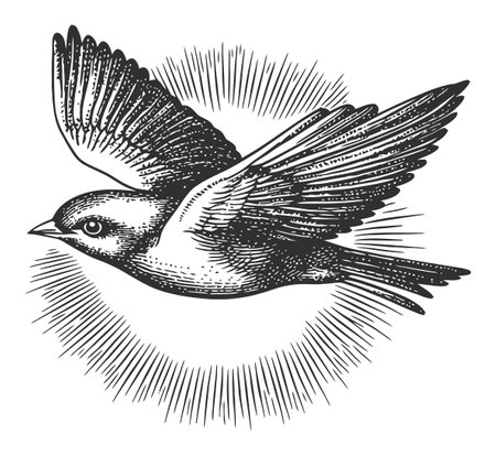 This vintage engraving features a beautifully illustrated bird in flight, surrounded by a radiant sunburst effect. Perfect for nature-themed designs.のイラスト素材