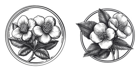 Explore a beautifully detailed vintage floral illustration showcasing two distinct flower clusters within circular frames, emphasizing elegance and natural beauty.のイラスト素材