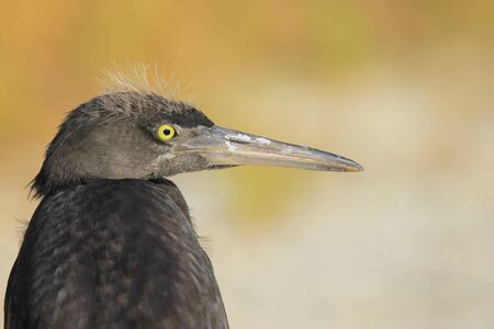 Juvenile Heron at sunsetの写真素材