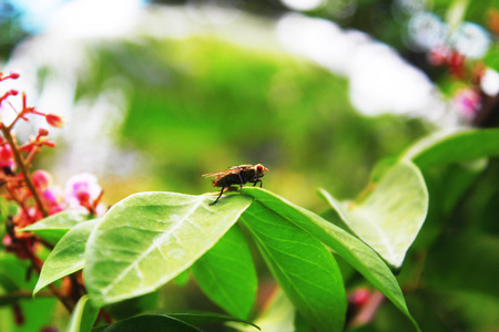 close up of flies on the leavesの写真素材