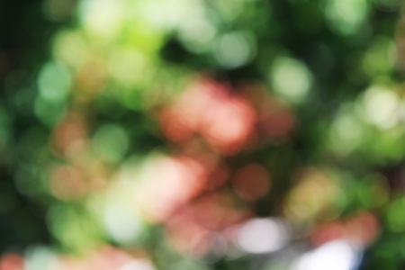 Green bokeh out of focus background from nature garden