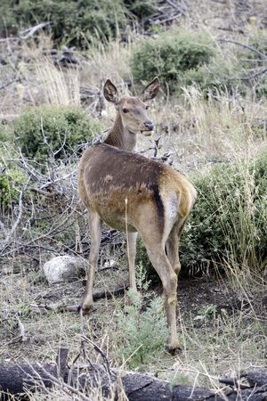 A deer seeking for food in a burned forestの写真素材