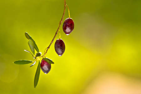 Olives on a branchの写真素材