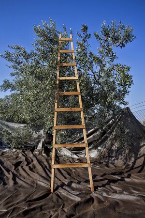 Olives harvesting in a field in Greeceの写真素材