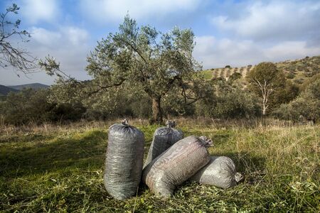 Olives harvesting in a field in Greeceの写真素材