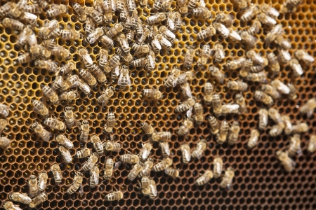 Bees and honey on a honeycomb