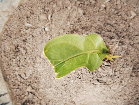 Close up of a small green plant growing in a pot, stock photo