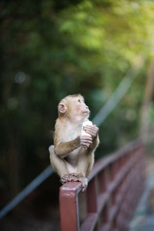 A monkey lives in a natural forest of Thailand.の写真素材
