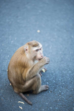 A monkey lives in a natural forest of Thailand.の写真素材