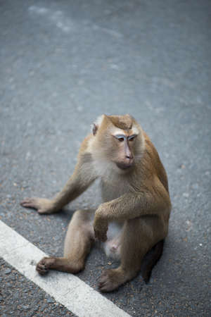 A monkey lives in a natural forest of Thailand.の写真素材