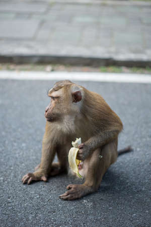 A monkey lives in a natural forest of Thailand.の写真素材