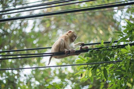 A monkey lives in a natural forest of Thailand.の写真素材