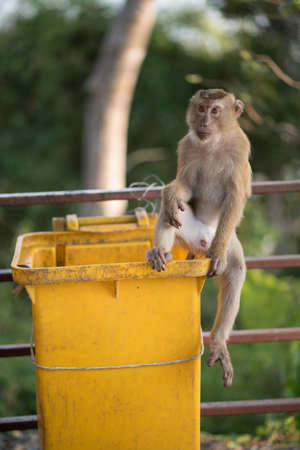 A monkey lives in a natural forest of Thailand.の写真素材