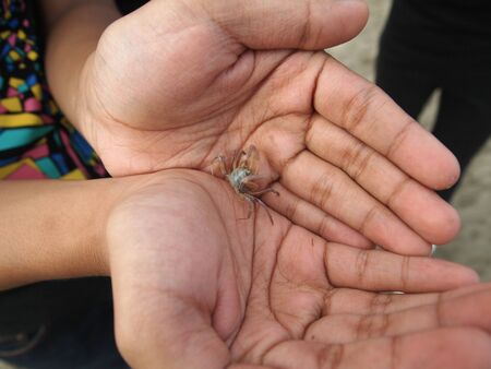 Holding a tiny crabの写真素材