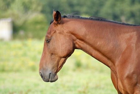 Racehorse with sleepy eyesの写真素材