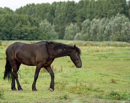 frysian horse is slowly getting forward の写真素材