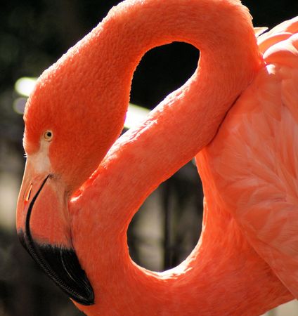 Just one flamingo his best sideの写真素材