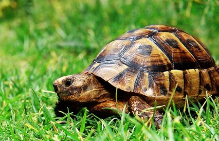 turtle on green grassの写真素材