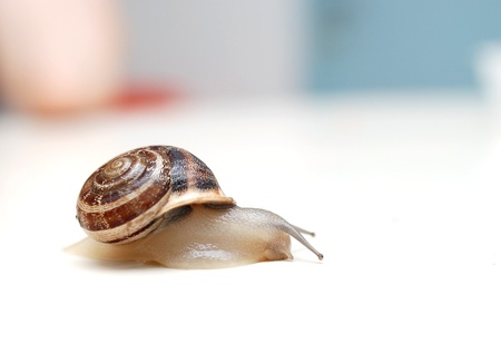 close up to snail on white backgroundの写真素材