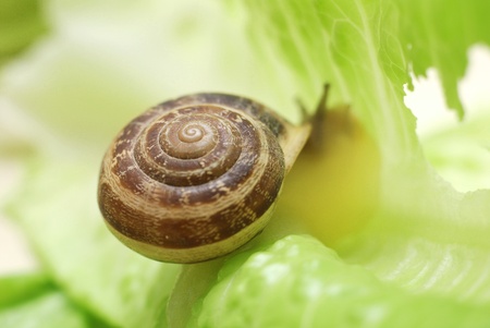 close up to snail on green backgroundの写真素材
