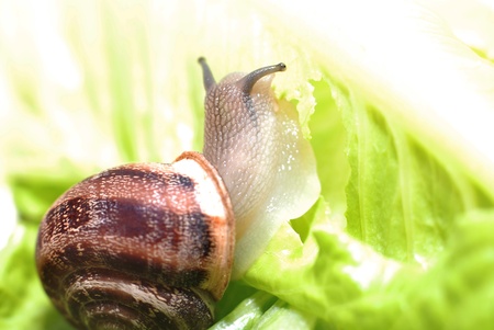 close up to snail on green backgroundの写真素材