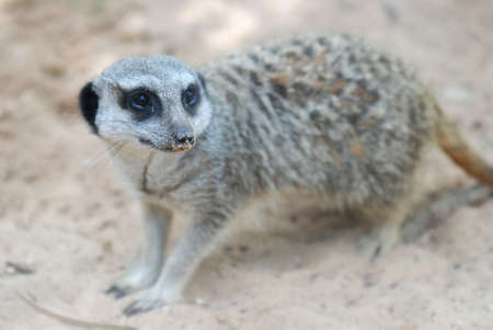 Side face portrait of a meerkat