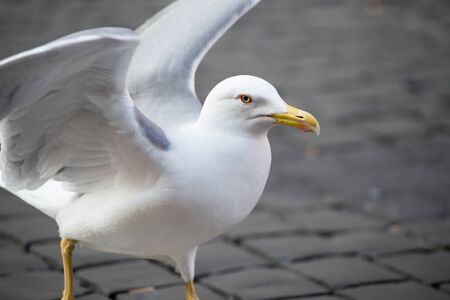 Seagullの写真素材
