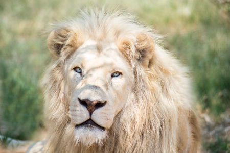 White Lionの写真素材