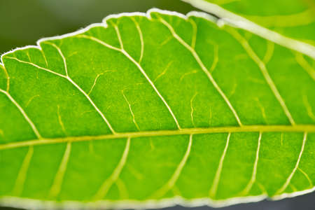 green leaf background