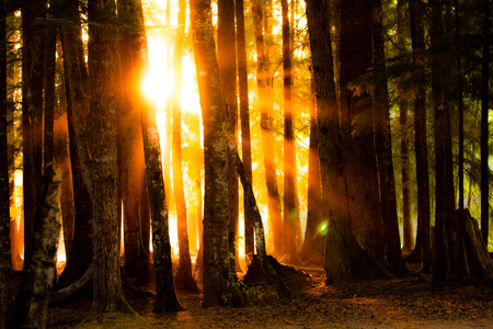 The sun breaking through the treesの写真素材