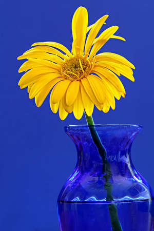 Yellow daisy in blue vaseの写真素材