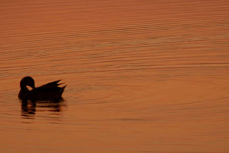 Duck in water with sunset reflectionの写真素材