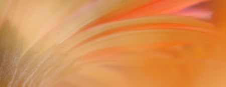 Gerbera Abstract Panaramaの写真素材