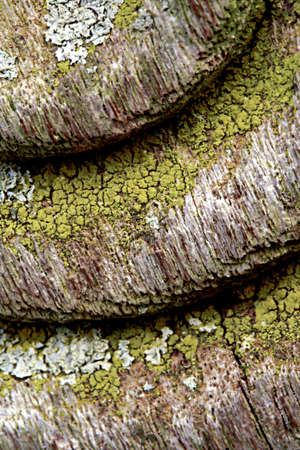 Lichen on Wood