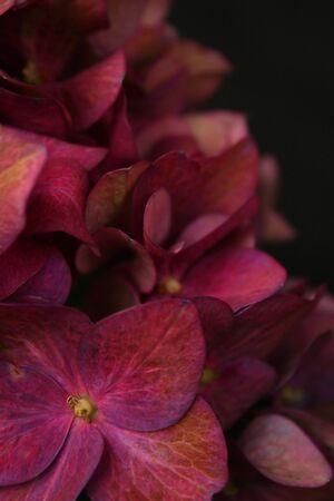 Hydrangeaの写真素材