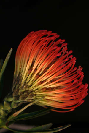 Pin Cushion Flowerの写真素材