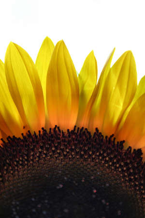 Sunflowerの写真素材