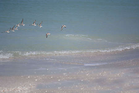 Birds flying at beachの写真素材