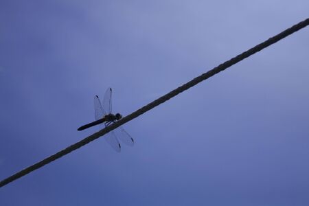Backlit dragonfly silhouetteの写真素材